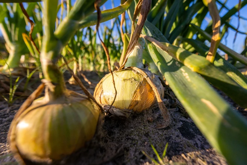 Vidalia onion season officially begins