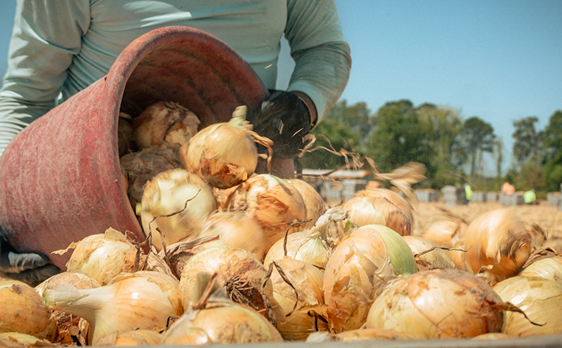 Bland Farms Confirms Strong Start to 2025 Vidalia Season